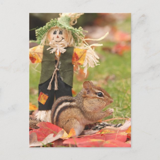 Postal Little Harvest Chipmunk (Anverso)