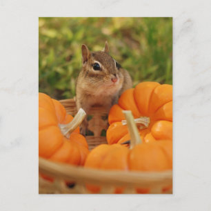 Postal Little Harvest Chipmunk