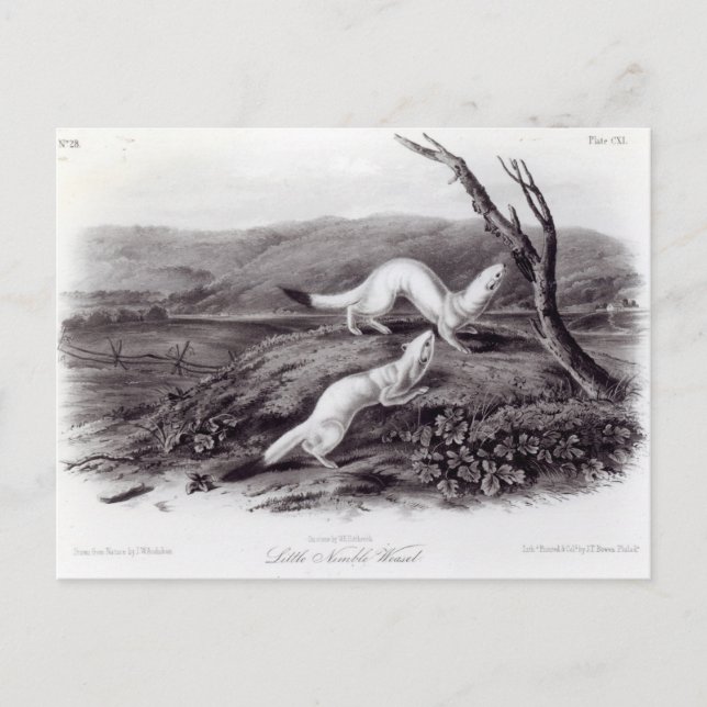 Postal Little Nimble Weasel (Anverso)