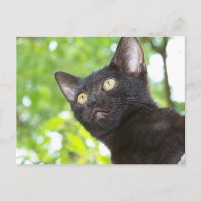 Postal Little Nitt busca (Anverso)