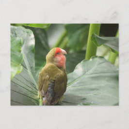 Postal Little Parrot