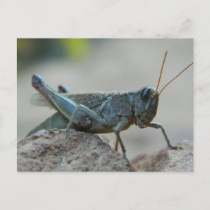 Postal Little Sandy Grasshopper