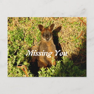 Postal Little Wallaby