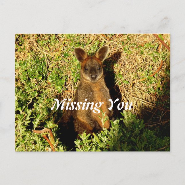 Postal Little Wallaby (Anverso)