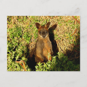 Postal Little Wallaby