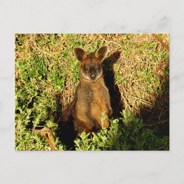 Postal Little Wallaby (Anverso)