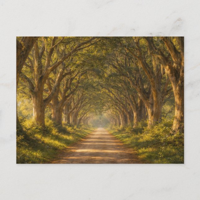 Postal Live Oak Path | Landscape | Postcard (Anverso)