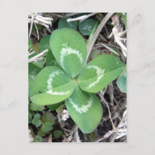 Postal Live Real 4 Leaf Clover Photo