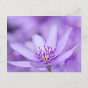 Postal Liverleaf