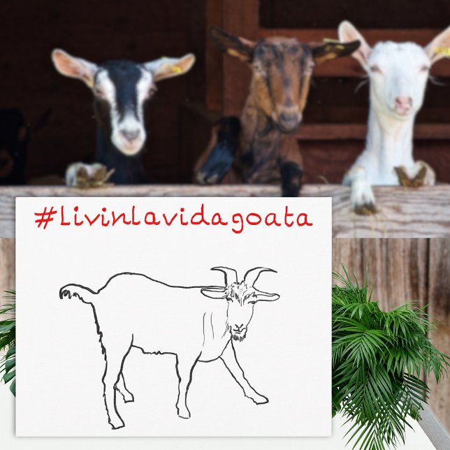 Postal Livin La Vida Goata Funny Dibujo De Cabra Cuta Cur (Livin la Vida goata funny goat drawing and quote greetings postcard )