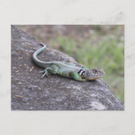 Postal Lizard