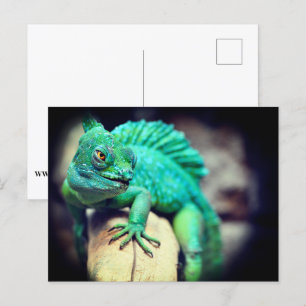 Postal Lizard