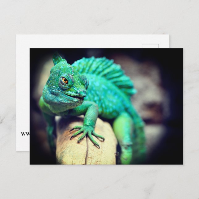 Postal Lizard (Anverso / Reverso)