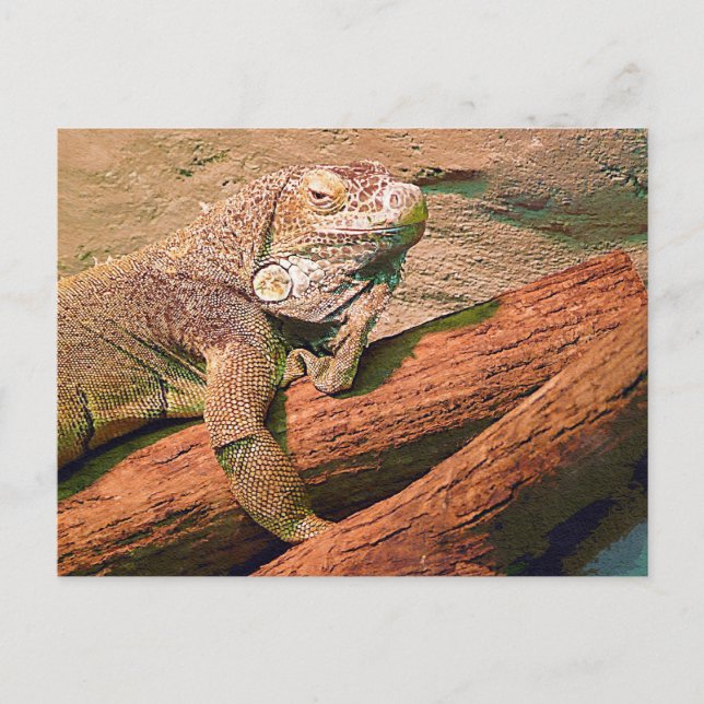 Postal Lizard (Anverso)