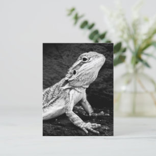 Postal Lizard