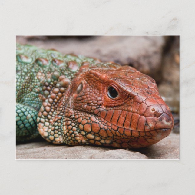 Postal Lizard (Anverso)