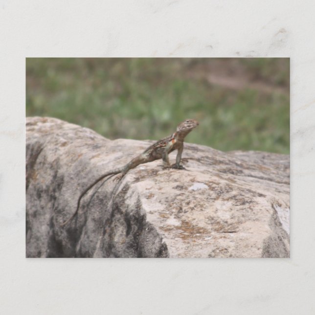 Postal Lizard (Anverso)