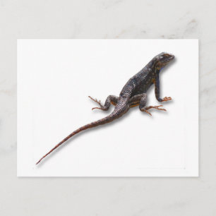 POSTAL LIZARD