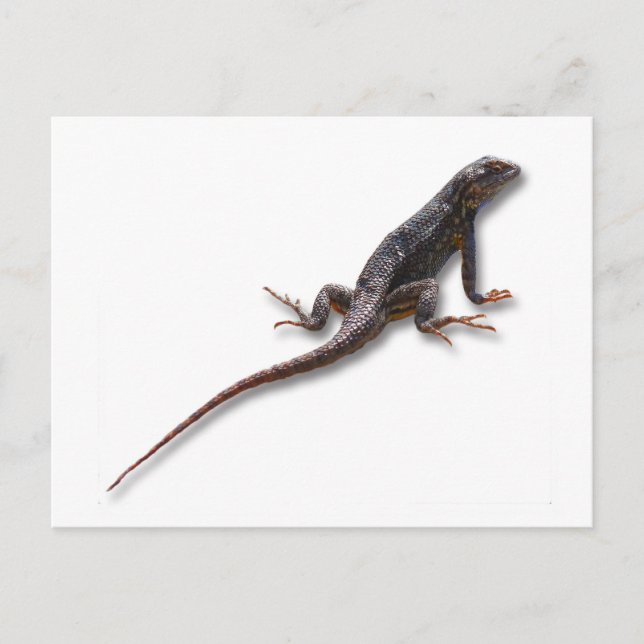 POSTAL LIZARD (Anverso)
