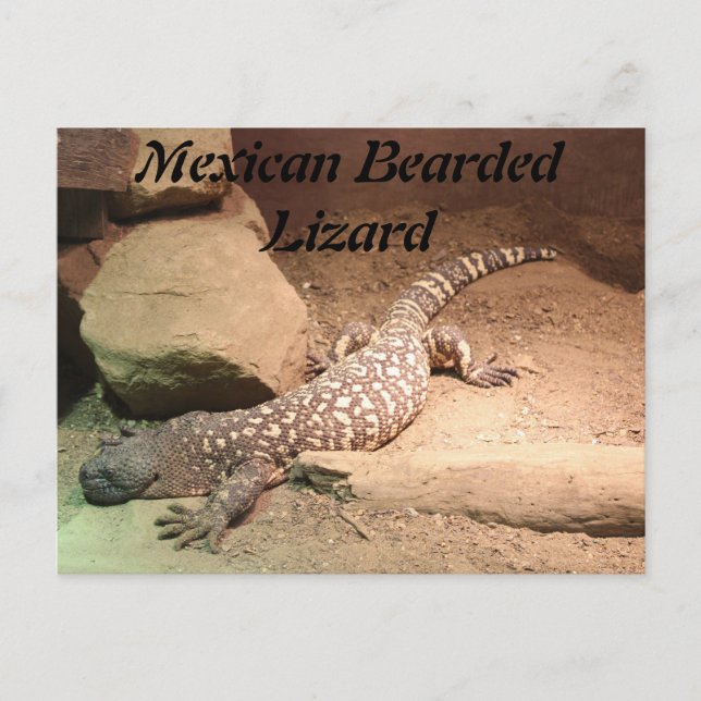 Postal Lizard de barba mexicana (Anverso)