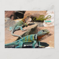 Lizard de collar común, Nuevo México