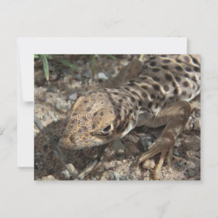 Postal Lizard de leopardo de larga duración