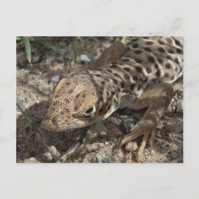 Postal Lizard de leopardo de larga duración (Anverso)