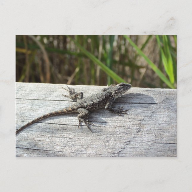 Postal Lizard En Henlopen, Delaware (Anverso)