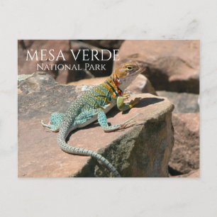 Postal Lizard en roca, Mesa Verde NP, Colorado