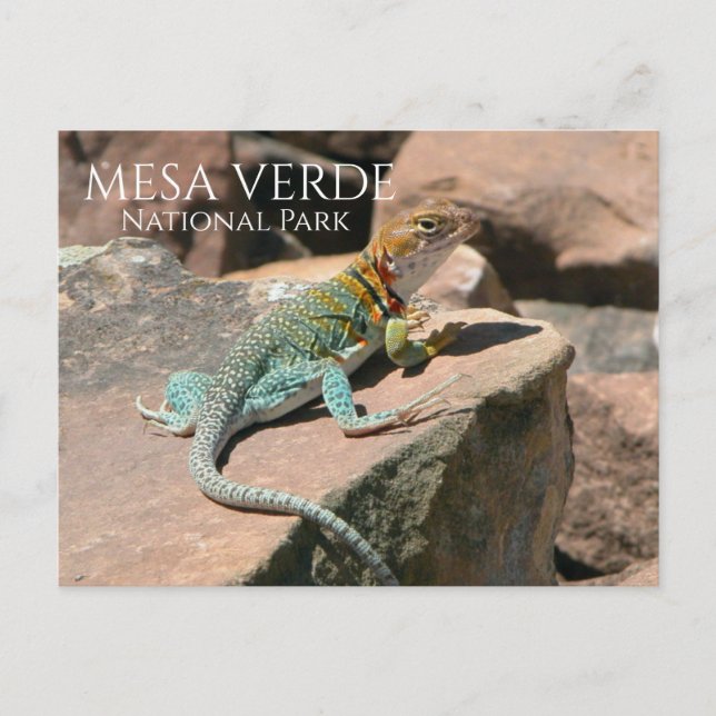 Postal Lizard en roca, Mesa Verde NP, Colorado (Anverso)