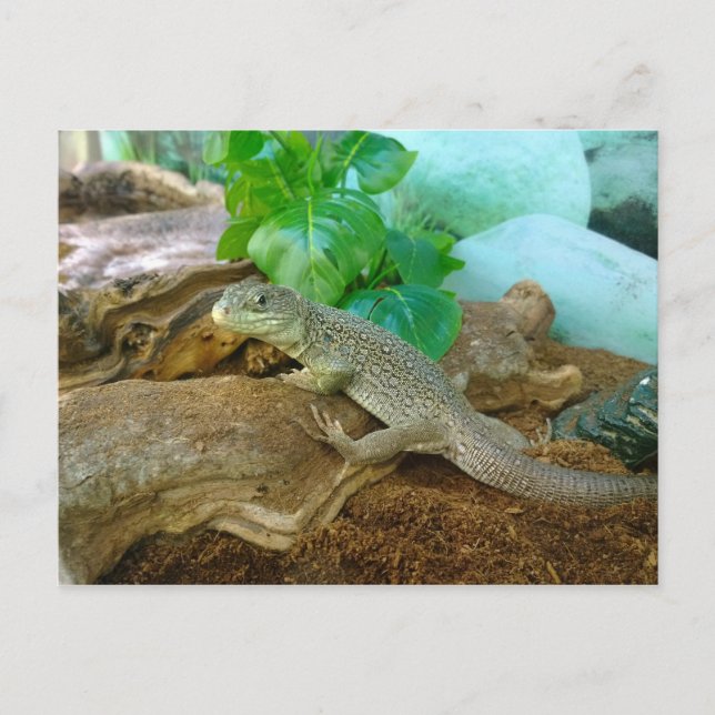 Postal Lizard en un terrario (Anverso)