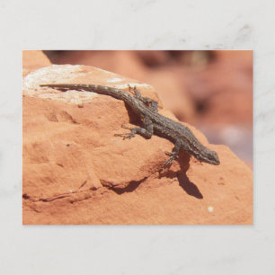 Postal Lizard En Una Roca