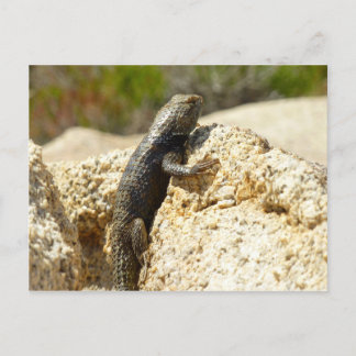 Postal Lizard espinoso con respaldo amarillo en el árbol 