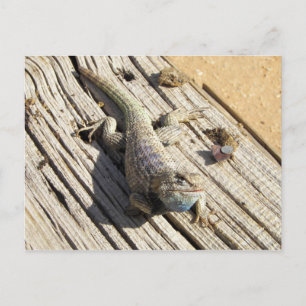 Postal Lizard espinoso del desierto