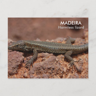 Postal Lizard, Madeira