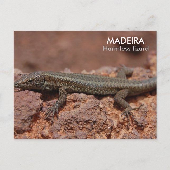 Postal Lizard, Madeira (Anverso)