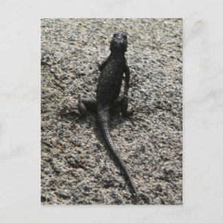 Postal Lizard negro