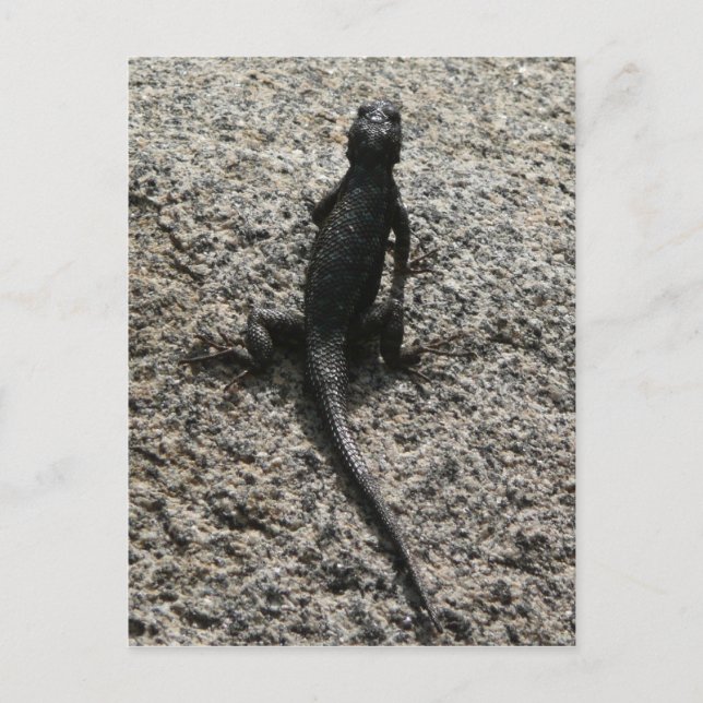 Postal Lizard negro (Anverso)