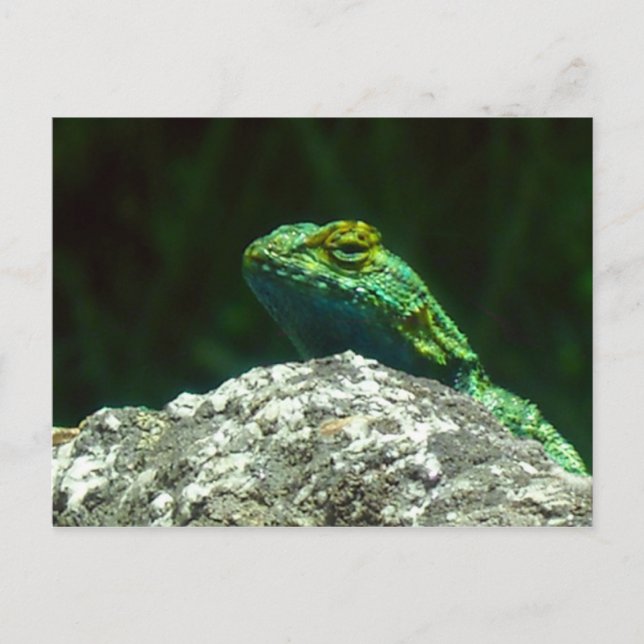 Postal Lizz (Anverso)