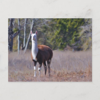 Postal Llama