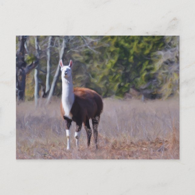 Postal Llama (Anverso)