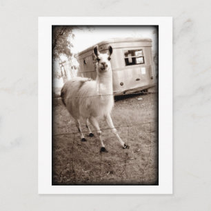 Postal Llama