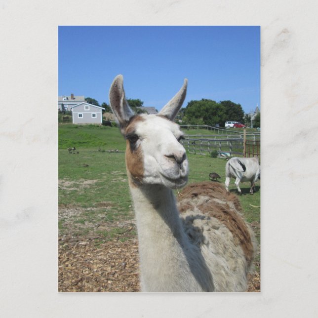 Postal Llama (Anverso)
