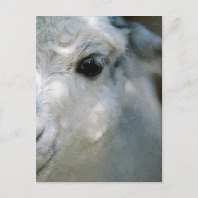 Postal Llama (Anverso)