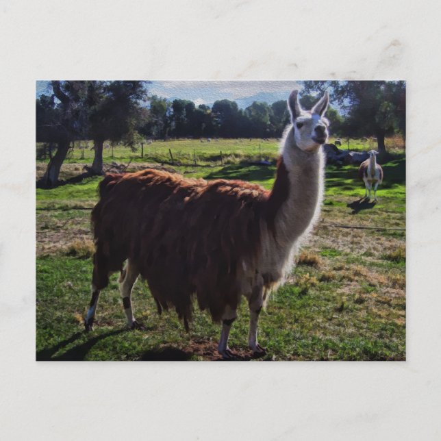 Postal Llama (Anverso)
