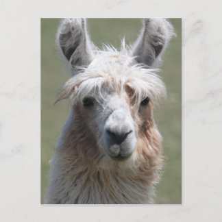 Postal Llama