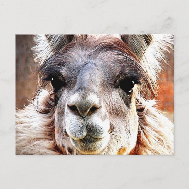 Postal Llama (Anverso)