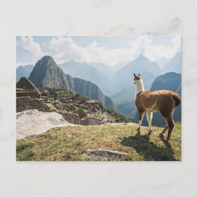 Postal Llama con vista a ruinas | Machu Picchu, Perú (Anverso)