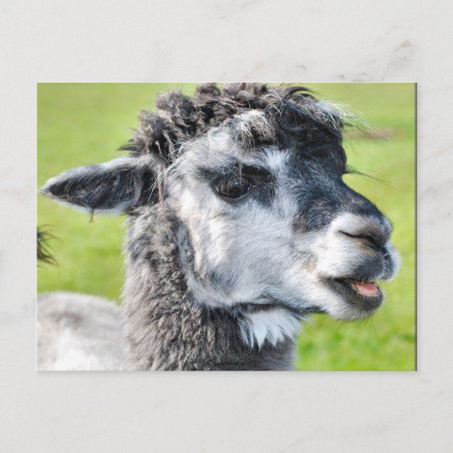 Postal Llama de bebé