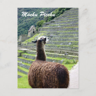 Postal llama de perú detrás